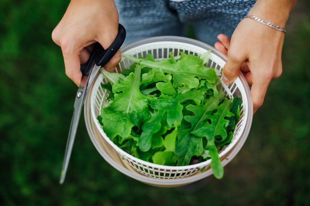 A fresh cut bowl of salad leaves