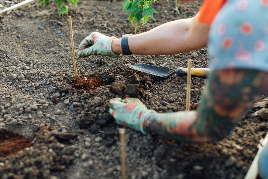 beans being planted into the soil at Recreation Road Allotments