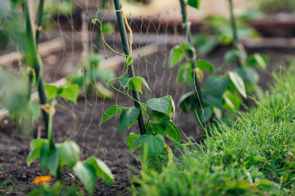Beans beginning to grow up supports