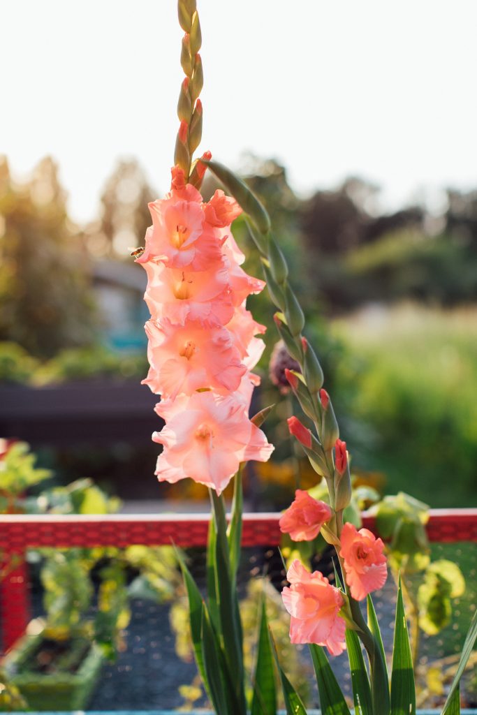 Gladioli in the sunshine at Recreation Road Allotments